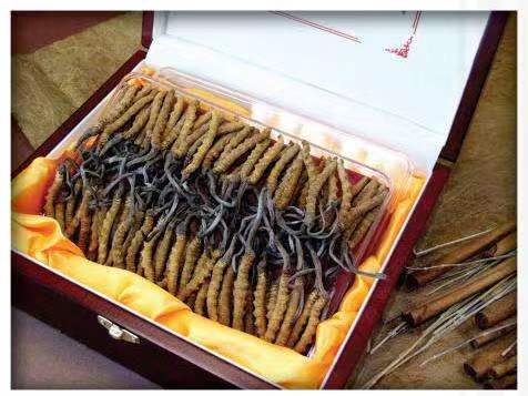 平陆冬虫夏草回收